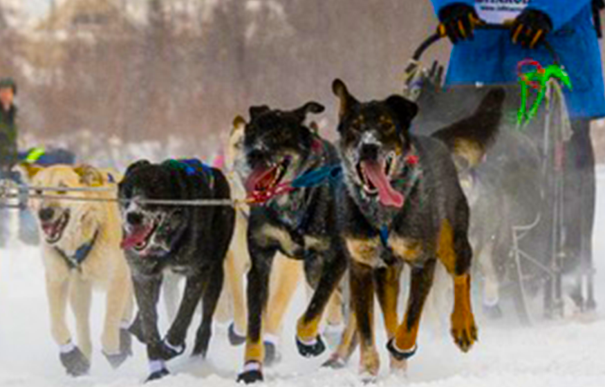 4X Iditarod Champs Training Compound