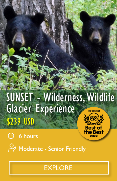 SUNSET Wildlife & Glacier