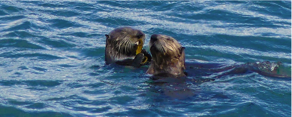 Wildlife tour